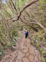 Wanderung Fanal/Madeira