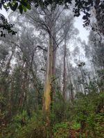Levada da Serra do Faial/Madeira