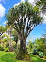Park der Quinta Splendida/Madeira