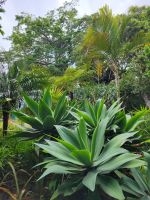 Park der Quinta Splendida/Madeira