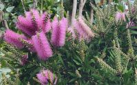 Pfeifenputzerblume/Botanischer Garten/Funchal/Madeira