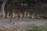 Bootsfahrt auf dem Yellow Waters, Kakadu Nationalpark (9).jpg
