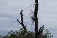 Bootsfahrt auf dem Yellow Waters, Kakadu Nationalpark (14).jpg