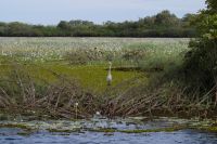 Bootsfahrt auf dem Yellow Waters, Kakadu Nationalpark (16).jpg