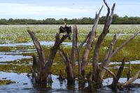 Bootsfahrt auf dem Yellow Waters, Kakadu Nationalpark (19).jpg