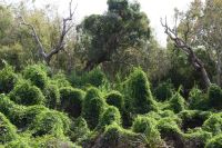 Bootsfahrt auf dem Yellow Waters, Kakadu Nationalpark (29).jpg