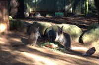 Featherdale Wildlife Park (1).jpg