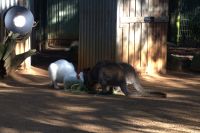 Featherdale Wildlife Park (2).jpg