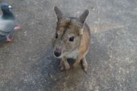 Featherdale Wildlife Park (2)-1.jpg