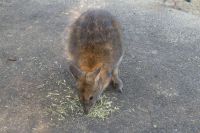 Featherdale Wildlife Park (4)-1.jpg