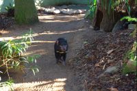 Featherdale Wildlife Park (6).jpg