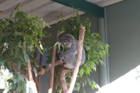 Featherdale Wildlife Park (7).jpg