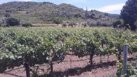 Weinprobe in Olympia, Griechenland, Peloponnes, Produkt