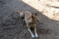 Featherdale Wildlife Park (14).jpg