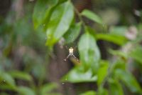 Orb Spinne im Kakadu Nationalpark.jpg