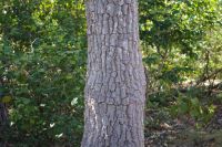 Pudakul Aboriginal Tour  (4).jpg