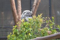 Schlafender Koala an der Rainforest Station.jpg