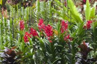 Singapur - Orchideen Garten im botanischen Garten.jpg