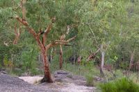 Spaziergang zu den Felsmalereien an den Nourlangiefelsen, Kakadu Nationalpark (16).jpg