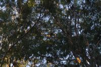 Westaustralien - Koala im Yanchep Nationalpark.jpg