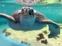 Cairns Aquarium - Schildkröten Krankenhaus (3).jpeg