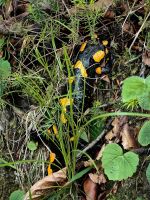 Feuersalamander, seltener Anblick im Plitvicer Nationalpark