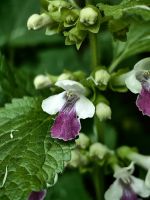 Immenblatt, Lippenblütler in Plitvice