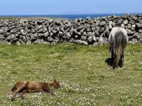 6. Tag – Ausflug auf die Aran Islands – Wandern auf Inishmore – Pferde