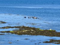 6. Tag – Ausflug auf die Aran Islands – Wandern auf Inishmore – Robbenkolonie