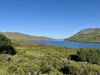 7. Tag – Erkundungen in Connemara – Fotostopp am Killary Harbour mit Rhododendron