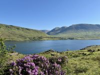7. Tag – Erkundungen in Connemara – Fotostopp am Killary Harbour mit Rhododendron
