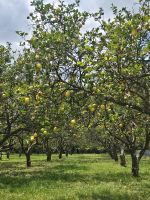 Zitronenplantage