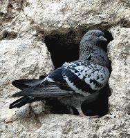 Taube in der Mauer von Dubrovnik