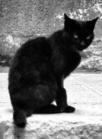 Wächter der Kathedrale von Korcula