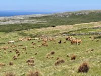 8. Tag – Klippen und Kalkstein – Wanderung auf dem Burren Way