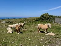 8. Tag – Klippen und Kalkstein – Wanderung auf dem Burren Way – Ponys