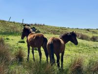 8. Tag – Klippen und Kalkstein – Wanderung auf dem Burren Way – Pferde