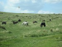 Dartmoor