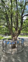 51 überlebender Baum aus 2001