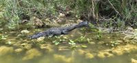 209 Alligator