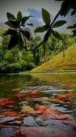 Parque Terra Nostra, São Miguel, Povoação, Azores, Portugal