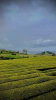 São Miguel, Riveira Grande, Azores, Portugal