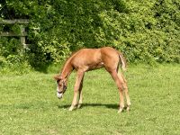 11. Tag – Von Tralee in die Wicklow Mountains – Führung durch das Irische Nationalgestüt