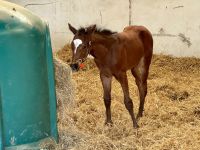 11. Tag – Von Tralee in die Wicklow Mountains – Führung durch das Irische NationalgestütIMG_2061.jpeg