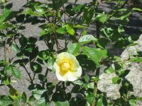 Lamorran Garten