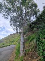 Insel Lipari - Eukalyptusbaum