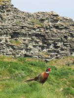 Fasan in Tintagel