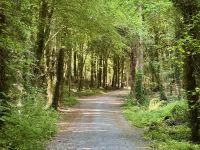 9. Tag – Wandern in Coole Park