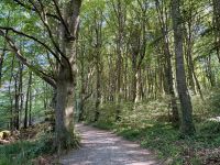 9. Tag – Wandern in Coole Park