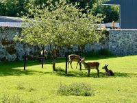 9. Tag – Wandern in Coole Park – Rotwild